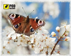 Фото Podmыshku Весна-Метелик