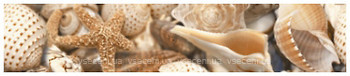 Фото Golden Tile фриз Sea Breeze Shells бежевий 6x30 (Е11441)