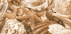 Фото Golden Tile декор Sea Breeze Shells бежевий 30x60 (Е11411)