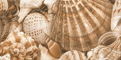 Фото Golden Tile декор Sea Breeze Shells бежевий 30x60 (Е11431)