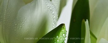 Фото Атем декор Yalta Tulip Maxi 1 W 20x50 (16963)