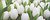 Фото Атем декор Yalta Tulip Mini W 20x50 (16967)