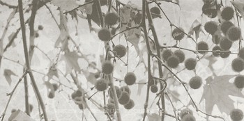 Фото Kale плитка для стін Fiore FON-5463R Recified Bone Decor 41x81
