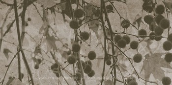 Фото Kale плитка для стін Fiore FON-5464R Recified Beige Decor 41x81
