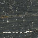 Фото Dune Ceramica плитка Leonardo Black 90x90