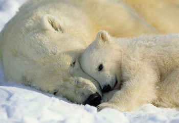 Фото Komar Products NG Polar Bears 1-605