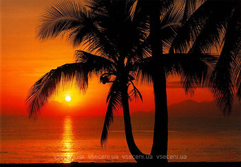 Фото Komar Products Palmy Beach Sunrise 8-255