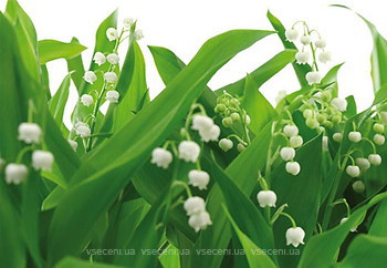 Фото Komar Products Lilies of the Valley 8-517