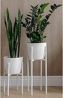 Фото Adore Decor Британські (BRwK-gW25)