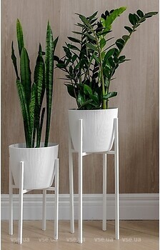 Фото Adore Decor Британські (BRwK-gW25)