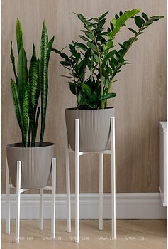 Фото Adore Decor Британські (BRwK-gM25)