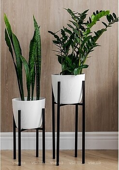 Фото Adore Decor Британські (BRbK)