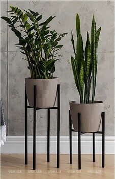 Фото Adore Decor Британські (BRbK-gM25)