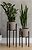 Фото Adore Decor Британские (BRbK-gM25)