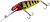 Фото Salmo Perch PH8SD (CYP)