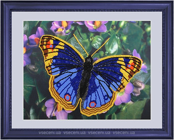 Фото Butterfly Метелик (101)