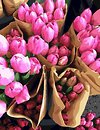 Фото Brushme Голландські тюльпани (GX7520)