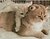 Фото Strateg Алмазная мозаика Мама с котиком (HX439)