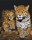 Фото Brushme Нічні леопарди (BS52791)