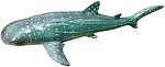 Фото Lanka Novelties Китовая акула (21575)