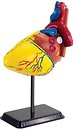 Фото Edu-Toys Модель серця людини (SK009)