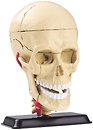 Фото Edu-Toys Модель черепа з нервами (SK010)