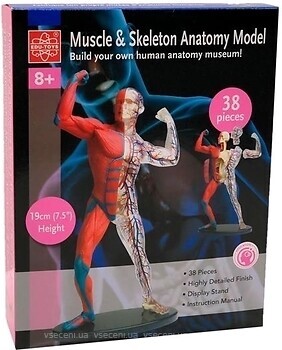 Фото Edu-Toys Модель м'язів і скелета людини (SK056)