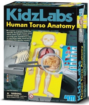 Фото 4M KidzLabs Анатомія людського торса (00-03373)