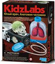 Фото 4M KidzLabs Людські органи (00-03374)