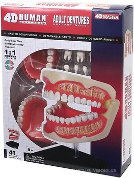 Фото 4D Master Зубний ряд людини (FM-626015)