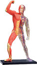 Фото 4D Master М'язи або м'язи Анатомія людини (26058)