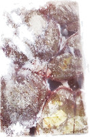 Фото М'ясна гільдія Нирки яловичі заморожені вагові