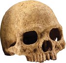 Фото Hagen Exo Terra Primate Skull (PT2855)